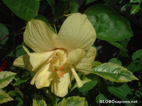 Postcard Beauty of Kerala Flowers 9