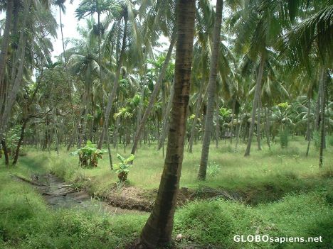 Postcard Kerala countryside near Kozhikode