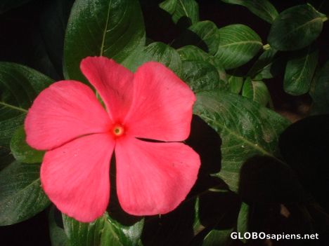 Postcard Beautiful keralan Flowers 2