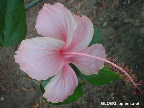 Postcard beauty of keralan Flowers 3