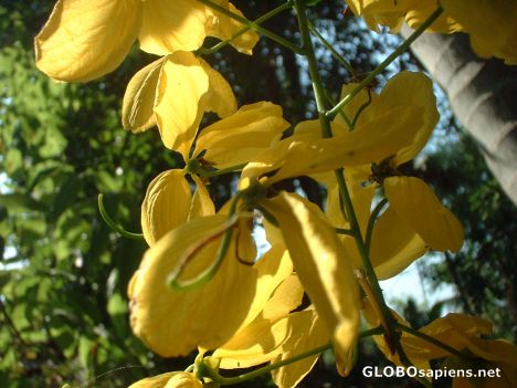 Postcard Beauty of Kerala Flowers 10