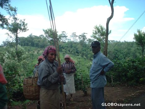 Postcard Tea estate workers near Nelliampathy Hills