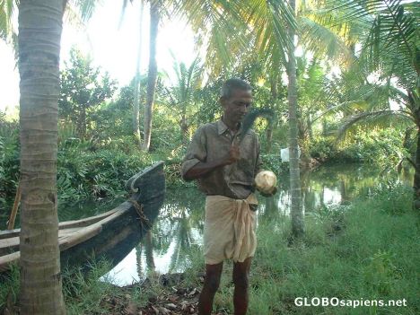 Postcard Cutting tender coconut to drink during our cruise