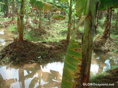 Postcard Inside a banana plantation in a remote village !