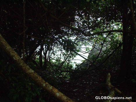 Postcard Light seeping into the dense forest !