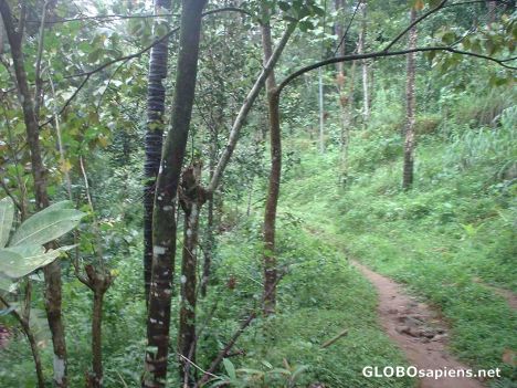 Postcard The winding forests path at the foothills!