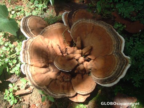 Postcard The strange Mushroom I discovered near Kozhikde