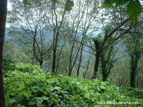 Postcard Wild creepers inside the forest add greenness!