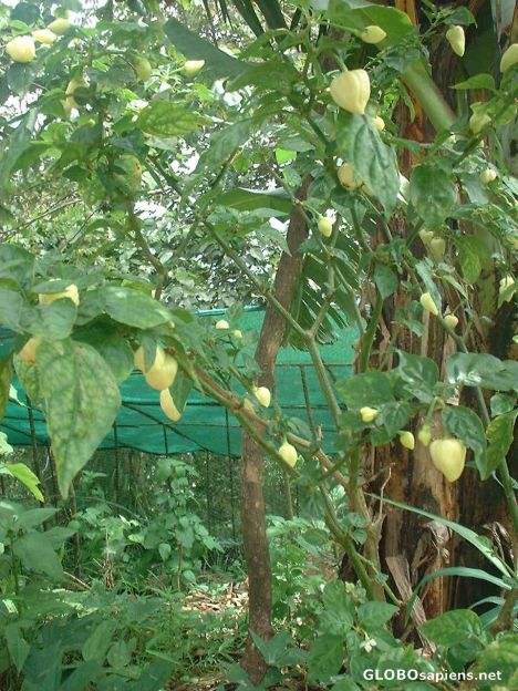 Postcard Yellow chillies at the eco-farm at Windy's mountns