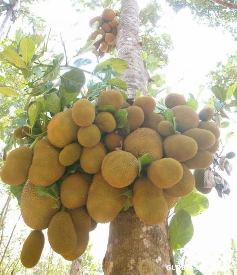 Postcard jackfruit