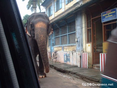 Postcard A close encounter with an elephant in a street