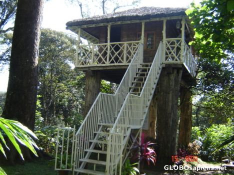 Postcard tree house