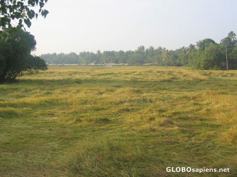 Postcard Wake up time, paddy field!
