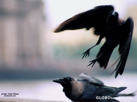 Postcard crows near India gate