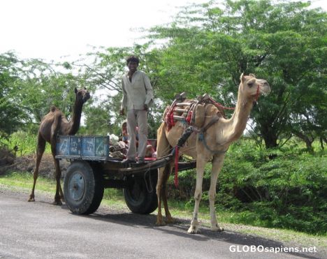Postcard Camel Cart complete with a 