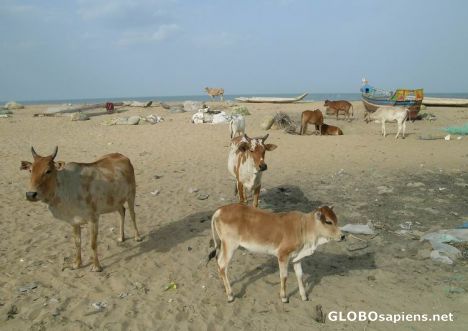 Postcard Mahabalipuram