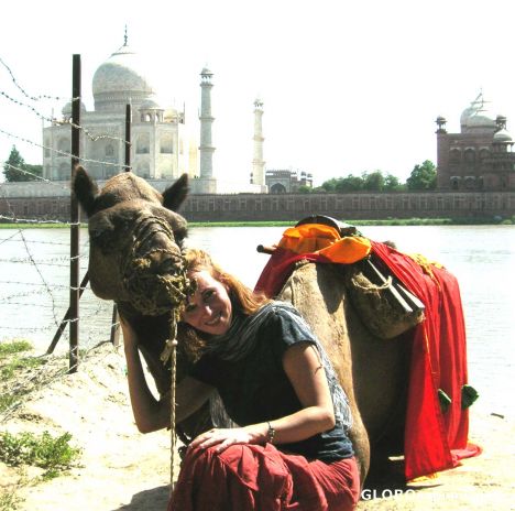 Postcard camel