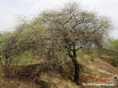 Postcard babool tree
