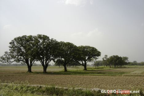Postcard Varanasi Country side 1