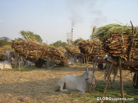 Postcard Country life in India (1)