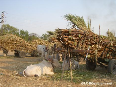Postcard Country Life in India (2)