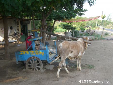 Postcard Conventional sugarcane juice extraction.