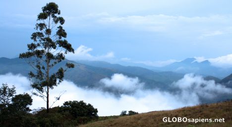 Postcard View from A Munnar Hill
