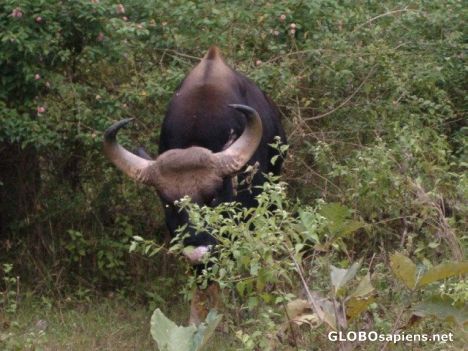 Postcard Wild Buffalo
