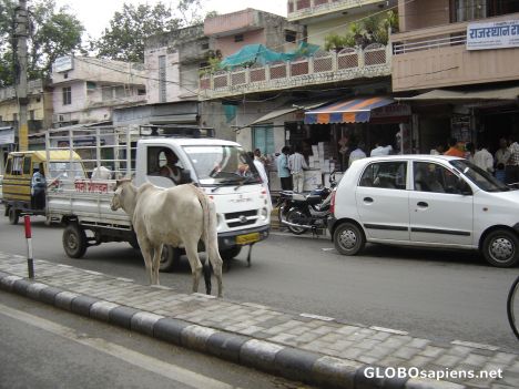 Postcard Cow's 2