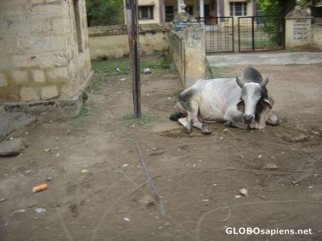 Postcard Cow's 5