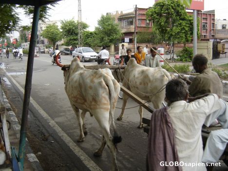 Postcard Cow's 7