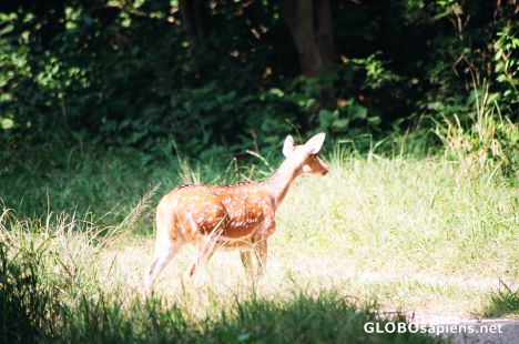 Postcard Deer Ass.....identify the animal :P