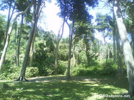 Postcard rain forest