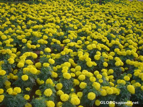 Postcard Marigolds at NTR Park