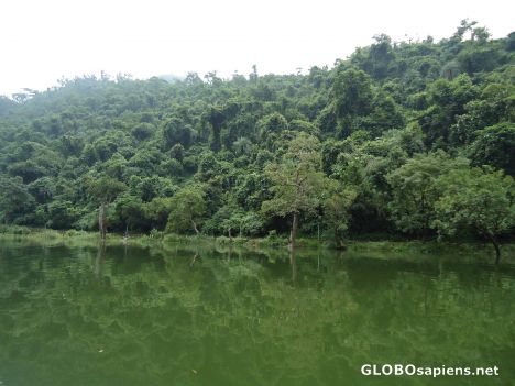 Postcard Renuka Lake  with  Green Forest