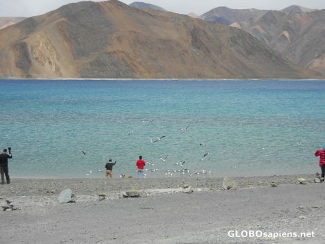 Postcard Pangong lake