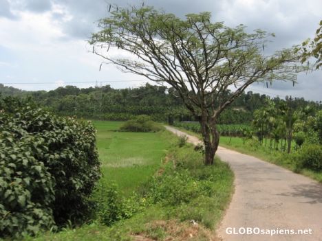 Postcard Remarkable and tranquil beauty of Wayanadu !