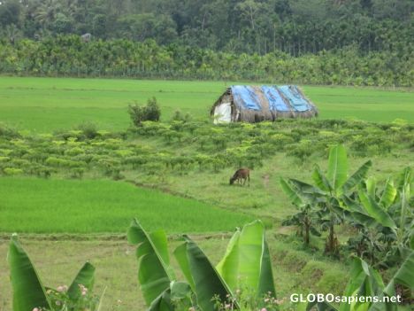 Postcard Sights from Wayanadu, north Kerala, India !