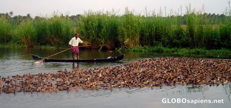Postcard Duck Farmer