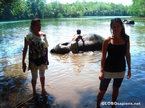 Postcard elephants