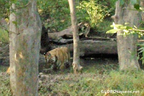 Postcard the tiger family