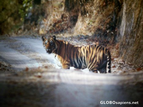 Postcard the tiger family