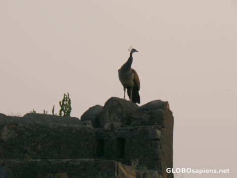 Postcard Peacock in silhouette
