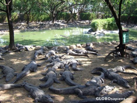 Postcard Corcodile Park (2)