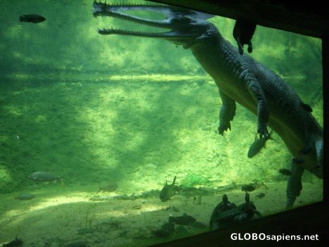 Postcard Crocodile park (4)