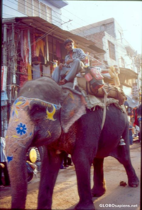 Postcard elephant
