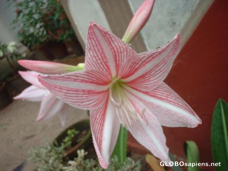 Postcard Pink Hibiscus flower