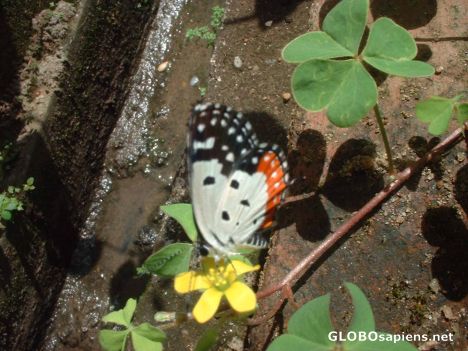 Postcard Butterflies r always a treat to watch !