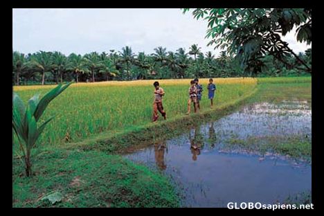 Postcard The Paddy Field at Village at Kumarakom