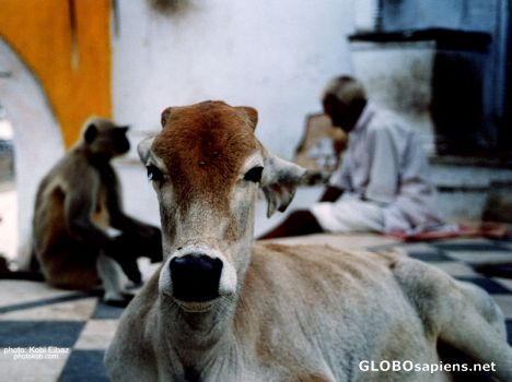 Postcard in Pushkar